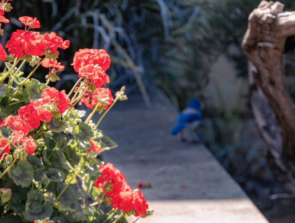 Bush of red flowers overshadows scrub jay in the background. Photography by Michael Duran.