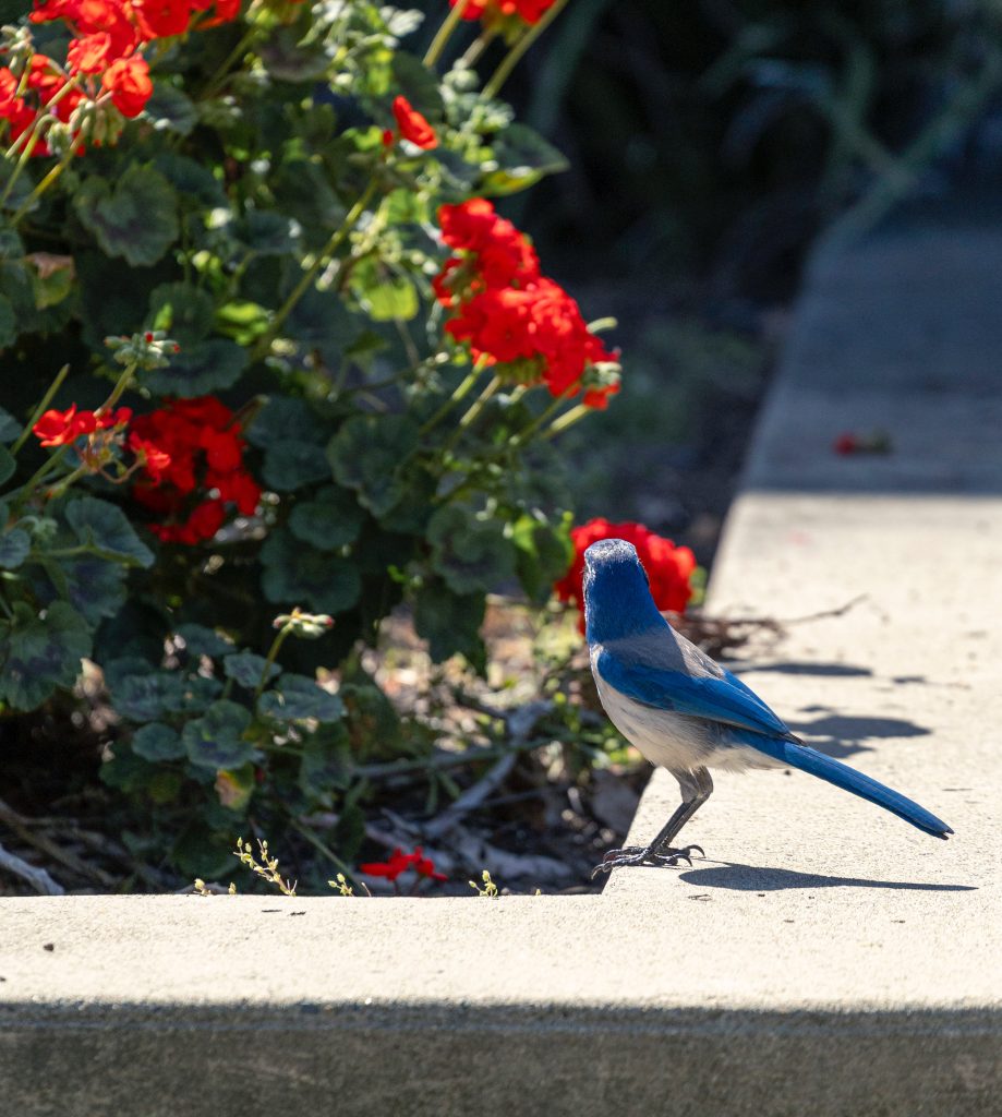 Scrub jay looks toward bush of red flowers. Photography by Michael Duran.