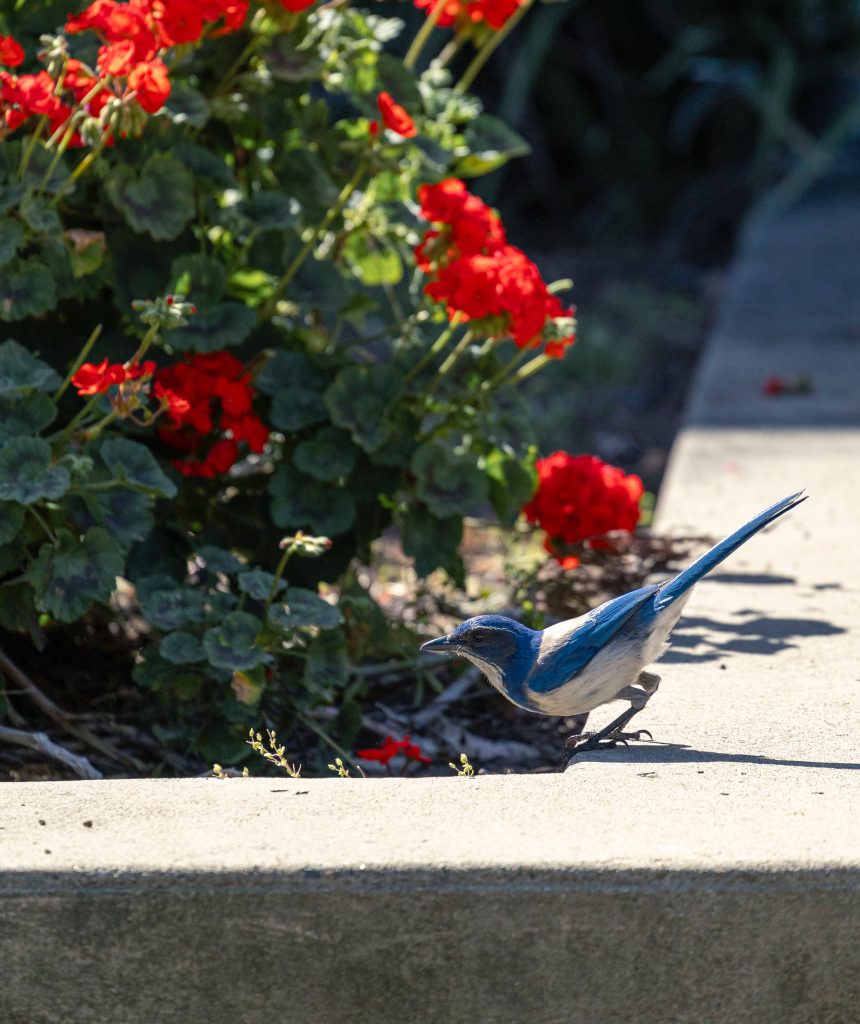 Scrub jay braces self to hop on concrete pavement in front of a bush of red flowers. Photography by Michael Duran.