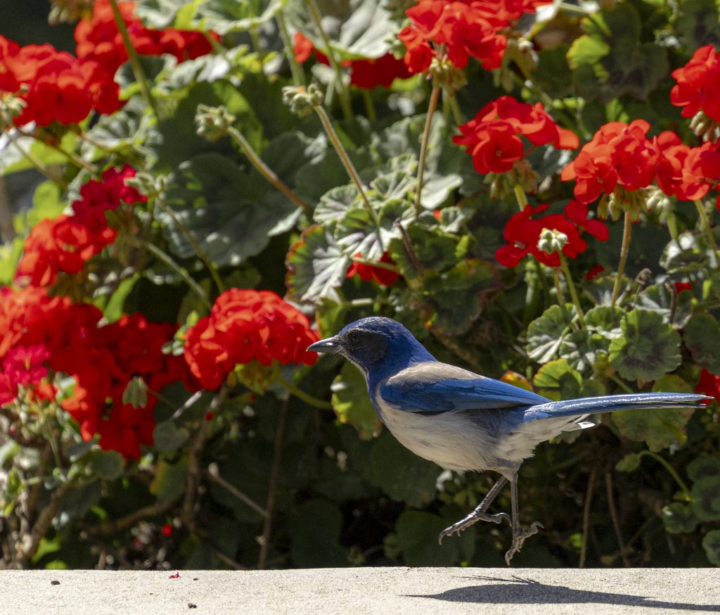 Scrub jay hops on pavement in front of a bush of red flowers.